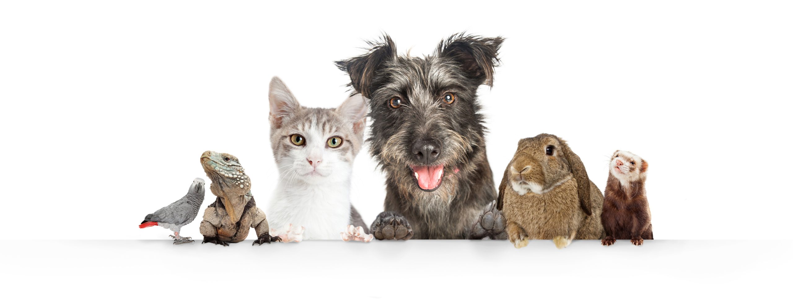 Wise Giving Wednesday: Honor Betty White by Supporting Animal Charities